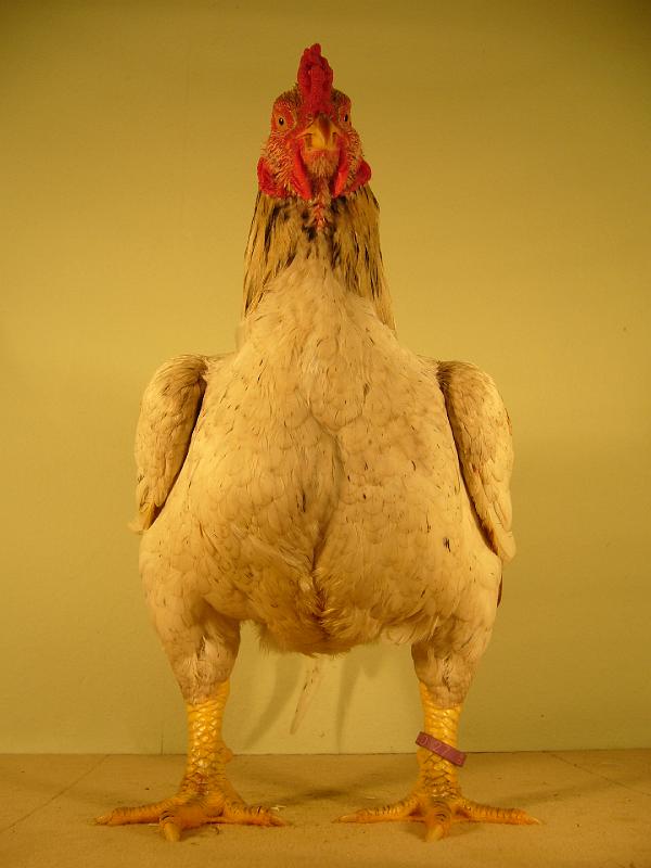 Munster 2009 136.jpg - Indischer Kämpfer weiss fasanenbraun von Martin Hötte